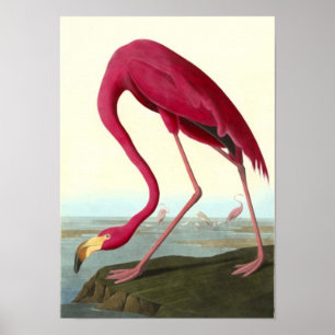 Amerikaanse Flamingo, John James Audubon Poster