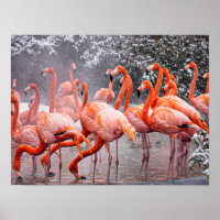 Amerikaanse Flamingo, kleurrijke vogel,