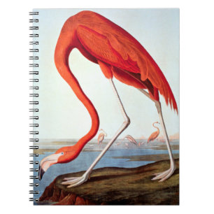 Amerikaanse Flamingo Notitieboek