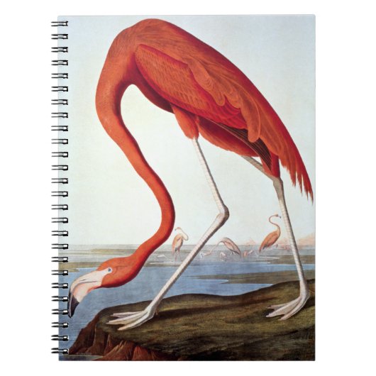 Amerikaanse Flamingo Notitieboek (Voorkant)