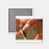Amerikaanse Flamingo Square Magnet (Voorkant / Achterkant)