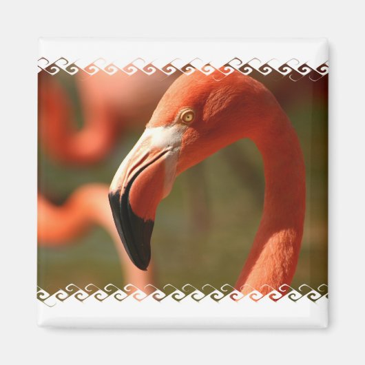 Amerikaanse Flamingo Square Magnet (Voorkant)