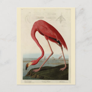 Amerikaanse Flamingo uit Audubon's Birds of Americ Briefkaart