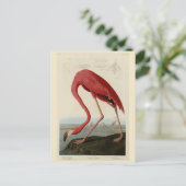 Amerikaanse Flamingo uit Audubon's Birds of Americ Briefkaart (Staand voorkant)