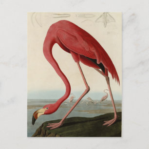 Amerikaanse Flamingo uit Audubon's Birds of Americ Briefkaart