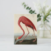 Amerikaanse Flamingo uit Audubon's Birds of Americ Briefkaart (Staand voorkant)