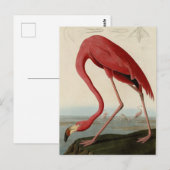 Amerikaanse Flamingo uit Audubon's Birds of Americ Briefkaart (Voorkant / Achterkant)