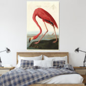 Amerikaanse Flamingo uit Audubon's Birds of Americ Canvas Afdruk (Insitu (Slaapkamer))