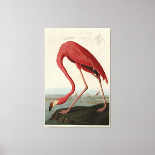 Amerikaanse Flamingo uit Audubon's Birds of Americ Canvas Afdruk