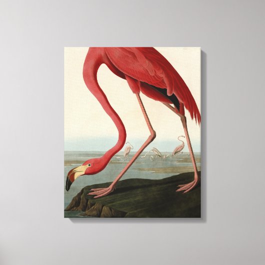 Amerikaanse Flamingo uit Audubon's Birds of Americ Canvas Afdruk (Voorkant)