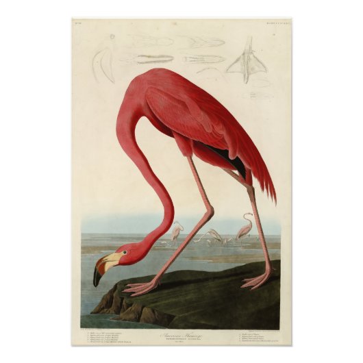 Amerikaanse Flamingo uit Audubon's Birds of Americ Foto Afdruk (Voorkant)