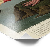 Amerikaanse Flamingo uit Audubon's Birds of Americ Foto Afdruk (Hoek)