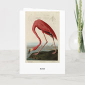 Amerikaanse Flamingo uit Audubon's Birds of Americ Kaart (Achterkant)