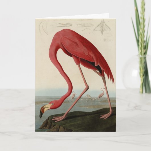 Amerikaanse Flamingo uit Audubon's Birds of Americ Kaart (Voorkant)