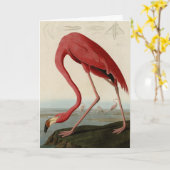 Amerikaanse Flamingo uit Audubon's Birds of Americ Kaart (Gele Bloem)