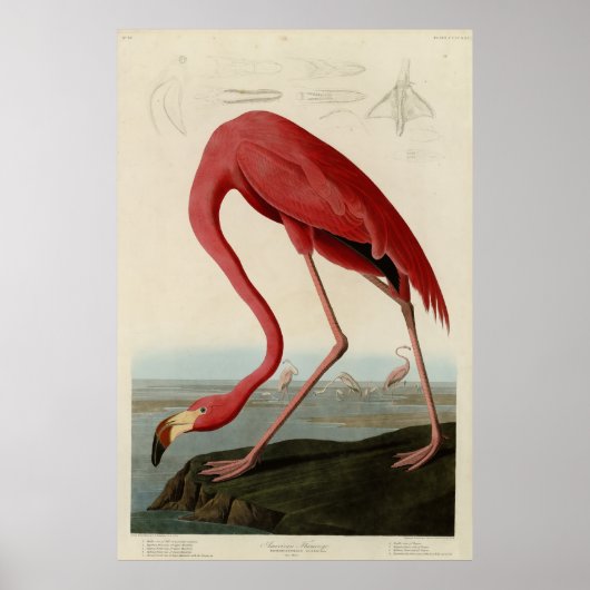 Amerikaanse Flamingo uit Audubon's Birds of Americ Poster (Voorkant)