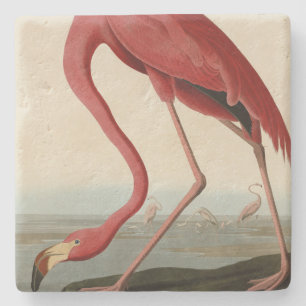Amerikaanse Flamingo uit Audubon's Birds of Americ Stenen Onderzetter