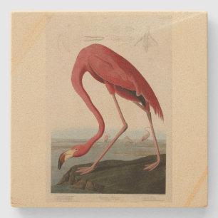 Amerikaanse Flamingo uit Audubon's Birds of Americ Stenen Onderzetter