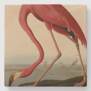 Amerikaanse Flamingo uit Audubon's Birds of Americ Stenen Onderzetter
