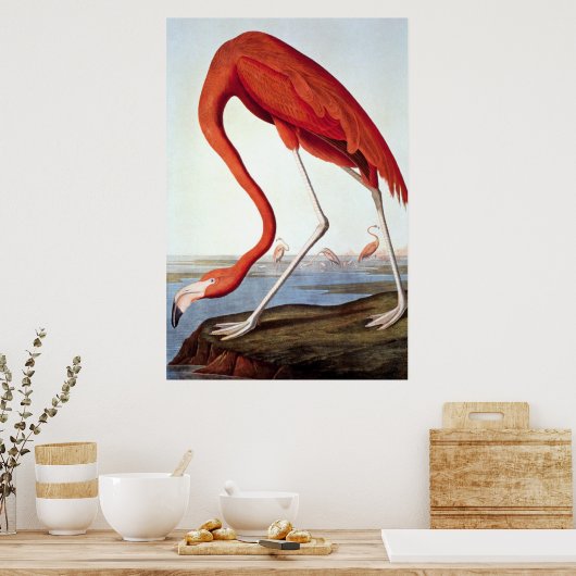Amerikaanse Flamingo - Wildlife van John Audubon Poster (Keuken)