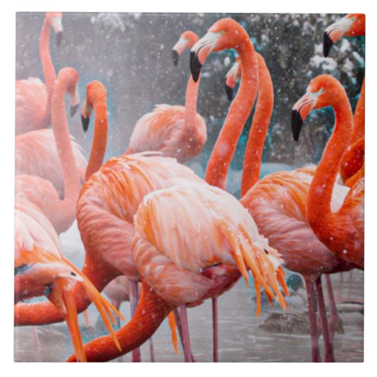 Amerikaanse Flamingos-foto Tegeltje (Voorkant)