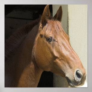 Amerikaanse foto's met kwart paard poster