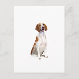 Amerikaanse Foxhound (A) Briefkaart