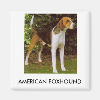 Amerikaanse foxhound magneet