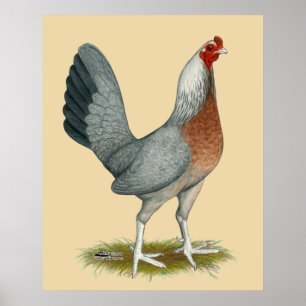 Amerikaanse Game Hen Zilver Blauw Poster