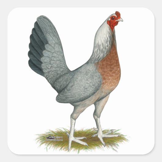 Amerikaanse Game Hen Zilverblauw Vierkante Sticker (Voorkant)