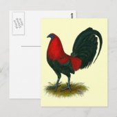 Amerikaanse Gamecock: Bruin Rood Briefkaart (Voorkant / Achterkant)