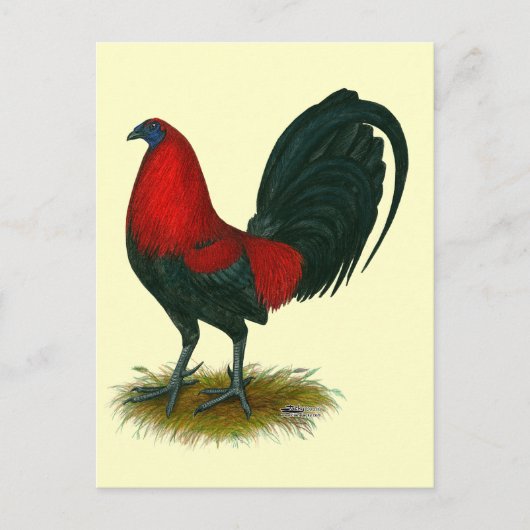 Amerikaanse Gamecock: Bruin Rood Briefkaart (Voorkant)