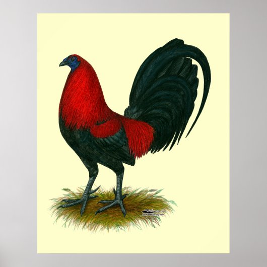 Amerikaanse Gamecock: Bruin Rood Poster (Voorkant)