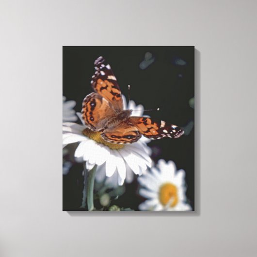 Amerikaanse geschilderde Lady Butterfly op Daisy C Canvas Afdruk (Voorkant)