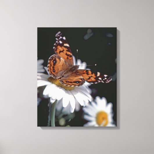 Amerikaanse geschilderde Lady Butterfly op Daisy C Canvas Afdruk (Voorkant)