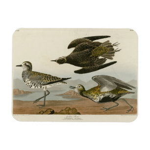 Amerikaanse Golden-Plover, Amerikaanse vogelvogels Magneet