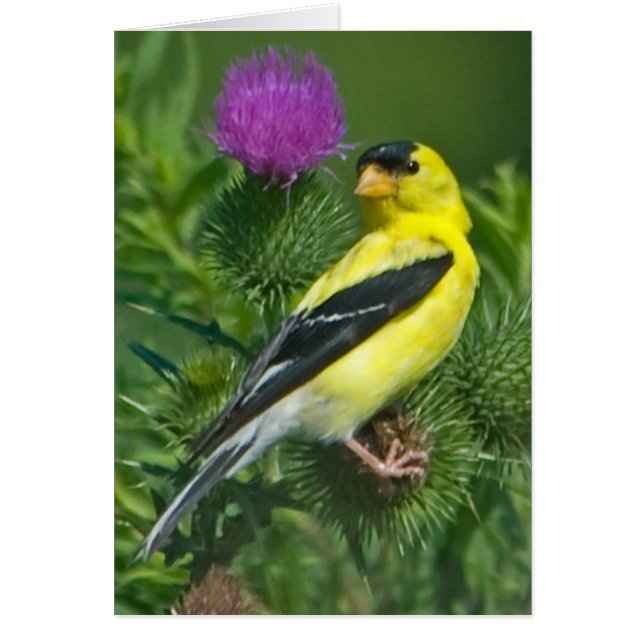 Amerikaanse Goldfinch (Voorkant)