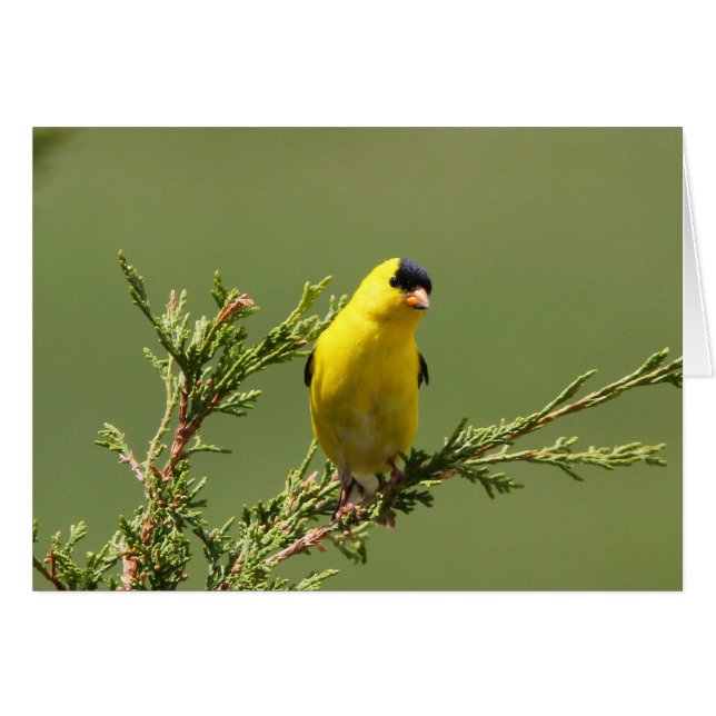 Amerikaanse Goldfinch (Voorkant Horizontaal)