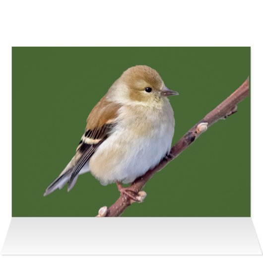 Amerikaanse Goldfinch (Binnen Horizontaal (Boven))