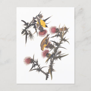 Amerikaanse Goldfinch Audubon Birds of America Briefkaart