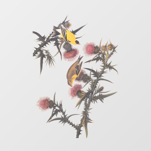 Amerikaanse Goldfinch Audubon Birds of America Raamsticker (Vel)