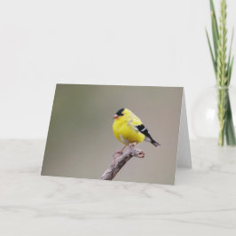 Amerikaanse Goldfinch Bird Kaart