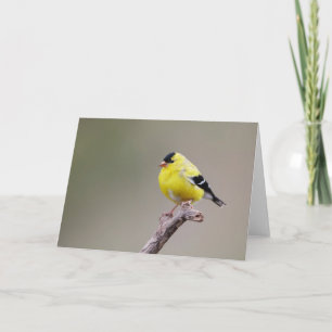 Amerikaanse Goldfinch Bird Kaart