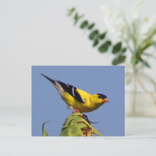 Amerikaanse Goldfinch Briefkaart (Staand voorkant)