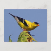 Amerikaanse Goldfinch Briefkaart (Voorkant)