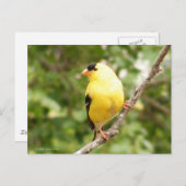 Amerikaanse Goldfinch Briefkaart (Voorkant / Achterkant)