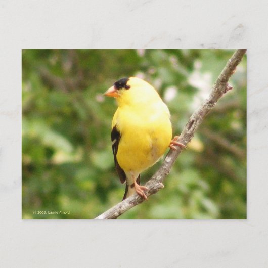 Amerikaanse Goldfinch Briefkaart (Voorkant)