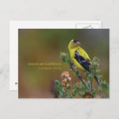 Amerikaanse Goldfinch Briefkaart (Voorkant / Achterkant)