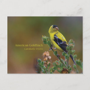 Amerikaanse Goldfinch Briefkaart