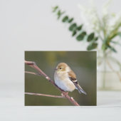 Amerikaanse Goldfinch Briefkaart (Staand voorkant)